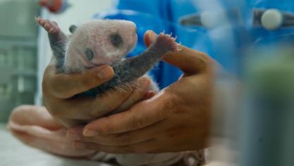 <p>Panda-Zwillinge sind die Stars vor der Kamera</p>
