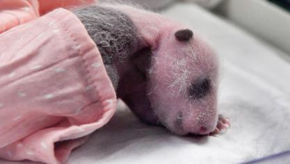 <p>Panda-Zwillinge sind die Stars vor der Kamera</p>
