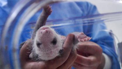 <p>Panda-Zwillinge sind die Stars vor der Kamera</p>
