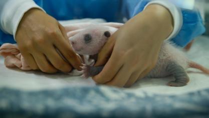 <p>Panda-Zwillinge sind die Stars vor der Kamera</p>
