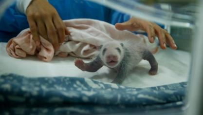<p>Panda-Zwillinge sind die Stars vor der Kamera</p>
