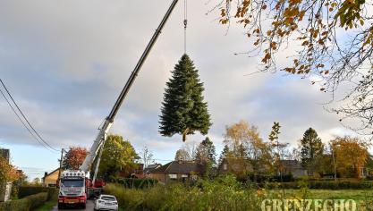 <p>Raerener Weihnachtsbaum für den Grand Place</p>
