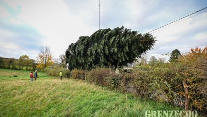 <p>Raerener Weihnachtsbaum für den Grand Place</p>
